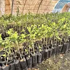 عروض شتلات حمضيات