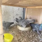 للبيع زوج حمام صنعاني بإنتاجه