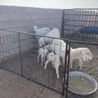 غنم ولد 3 معهن 4