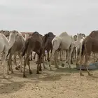 حشوة أعراس طيب شي فاخر رقم الجوال