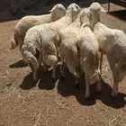 خرفان