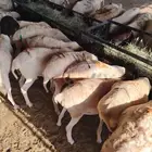 برابر صومالية جذعان وثنيان جملة وتفريد