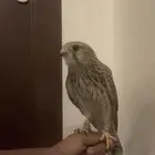 باشق وحش طرحه قبل يومين