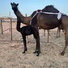 خلفه مجهم هديه