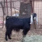 معزا طيبات