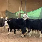 ذبايح نجد