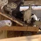 حمام بكستاني