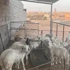 للبيع حريات جذعات مضاريع