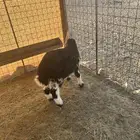 خروف للبيع