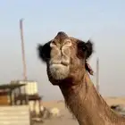 ناقة تحتها حوار