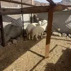 ذبايح حري فاخر للبيع
