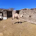 حاشي لباني عمره 11شهر