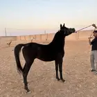 مهرة جمال سوداء كحل