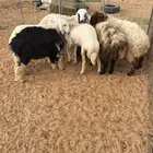 ذبايح للبيع