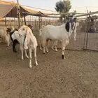 معزا هولنديه ومشاريك