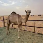 قعود