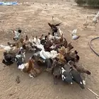 دجاج بلدي