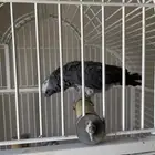 كاسكو وبلابل