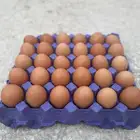 بيض لهمان ( يتوفر حسب الطلب )