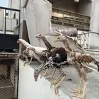 فروخ باكستاني سندي