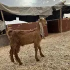 تيس للبيع منوة القناي مشروع فحل العمر خمس شهور