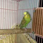 طيور الحب   بادجي