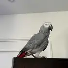 كاسكو ببغاء
