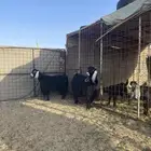عنزين ولد معها اربعه تيس وثلاث جفار
