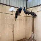 طاووس