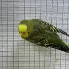 عصفور باجي ذكر