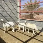 طليان حري