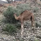 قعود
