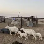 البيع غنم حريات