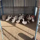 بط بكيني