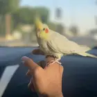 كروان هدد خارجي وداخلي ذكر(تم البيع )