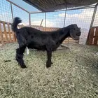 تيس عمره 4 شهور