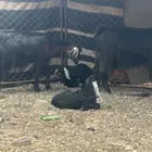 معزا عوارض طيبه منوت القناي 5 معها 6