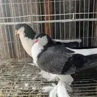 حمام شيرازي