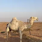 ناقتين وحده خلفه طيبه وحده لقحه ملاقي طيبه