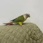 كنيور اليف