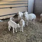 شياه حريات