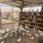 حمام فرنسي