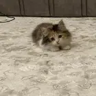 كيتن شيرازي
