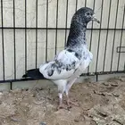 حمام باكستاني تم البيع تم البيع