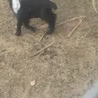 صخله عارضية عمره شهر ونص