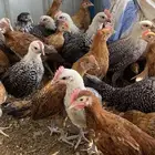 فراريج بلدي