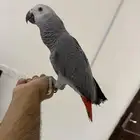 للبيع فرخ كاسكو هدد