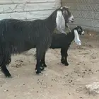 للبيع عارضيه متبع