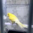 دكر كناري تغريد