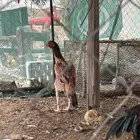 الدجاج سندي